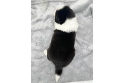 成約済の愛知県のボーダーコリー-363896の4枚目