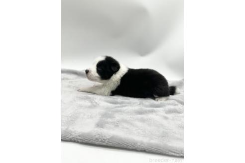 成約済の愛知県のボーダーコリー-363896の3枚目