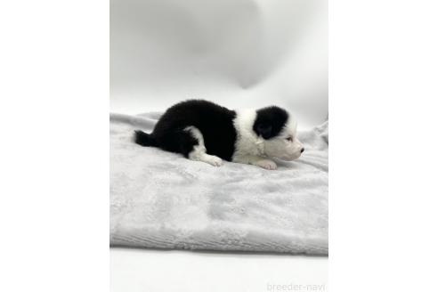 成約済の愛知県のボーダーコリー-363896の2枚目