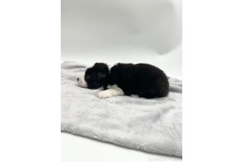 成約済の愛知県のボーダーコリー-363898の8枚目