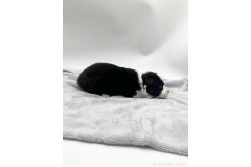 成約済の愛知県のボーダーコリー-363898の7枚目