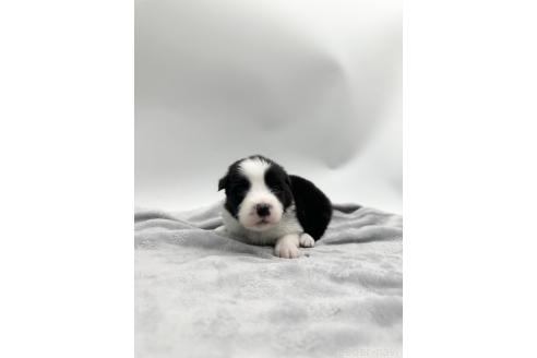 成約済の愛知県のボーダーコリー-363898の6枚目