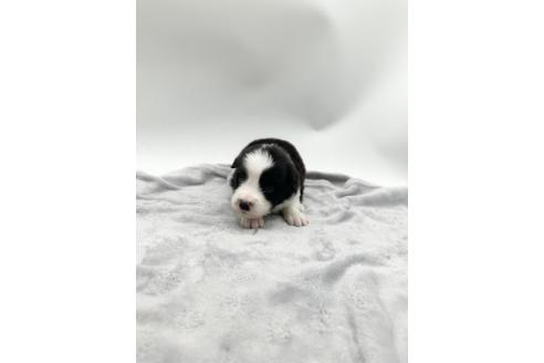 成約済の愛知県のボーダーコリー-363898の5枚目