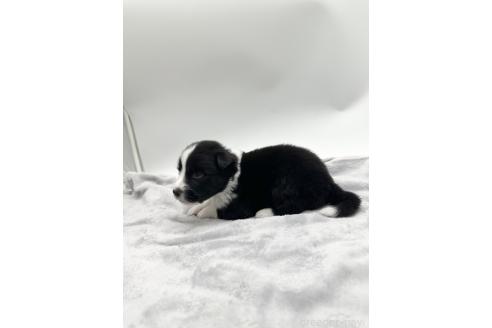 成約済の愛知県のボーダーコリー-363899の14枚目