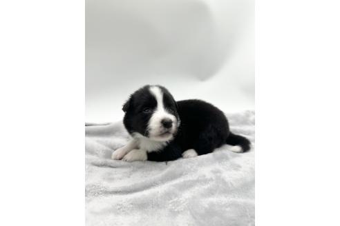 成約済の愛知県のボーダーコリー-363899の13枚目