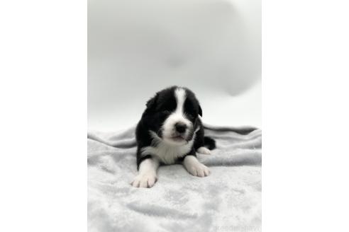 成約済の愛知県のボーダーコリー-363899の11枚目