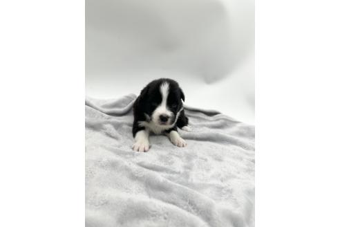 成約済の愛知県のボーダーコリー-363899の10枚目