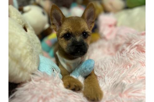 成約済の山形県のミックス犬-357522の2枚目