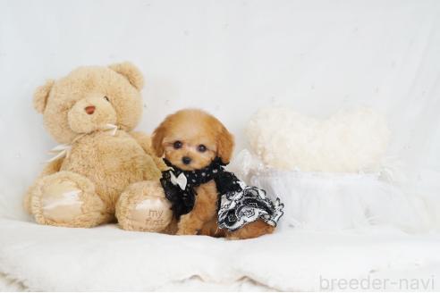 成約済の大阪府のティーカッププードル-363931の10枚目