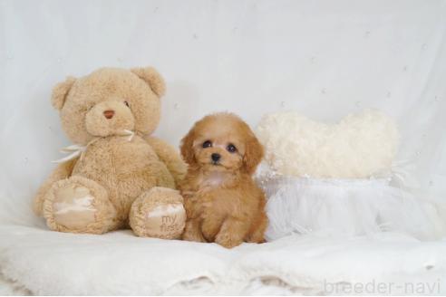 成約済の大阪府のティーカッププードル-363931の9枚目