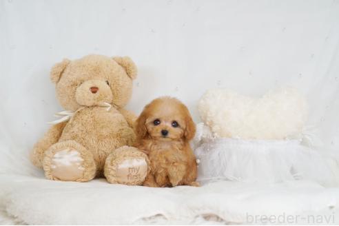 成約済の大阪府のティーカッププードル-363931の8枚目