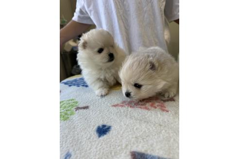 成約済の埼玉県のポメラニアン-363915の2枚目