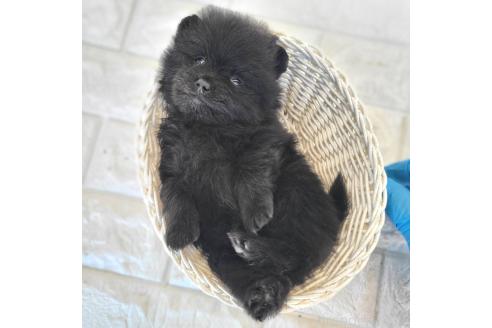 成約済の茨城県のポメラニアン-362391の37枚目