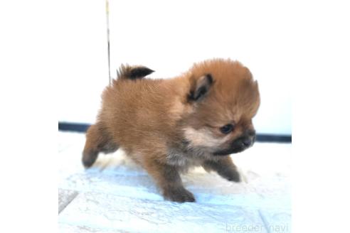 成約済の茨城県のポメラニアン-362401の34枚目