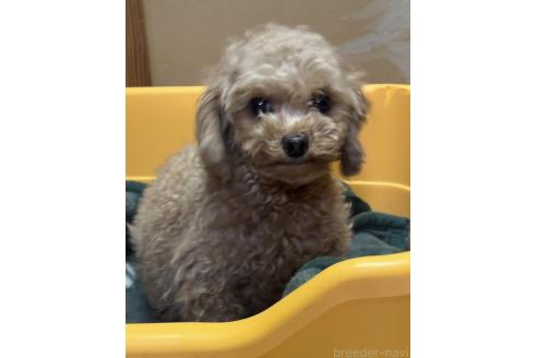 成約済の群馬県のポメプー:ポメラニアン×トイプードル-363936の3枚目