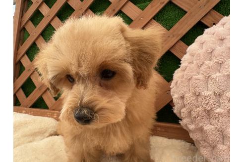 販売中の千葉県のトイプードル-344415の15枚目