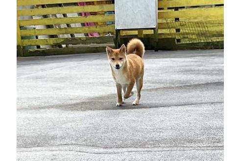 成約済の奈良県の豆柴-347776の2枚目