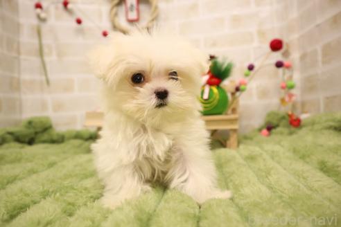 成約済の東京都のマルチーズ-363977の5枚目