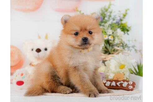 成約済の神奈川県のポメラニアン-364056の10枚目