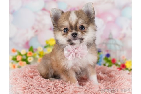 成約済の東京都のミックス犬-364572の3枚目