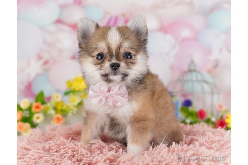 成約済の東京都のミックス犬-364572の6枚目