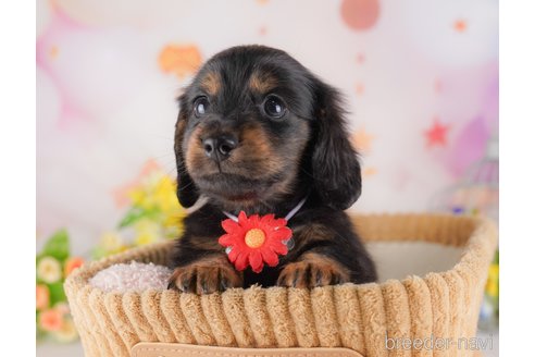 子犬