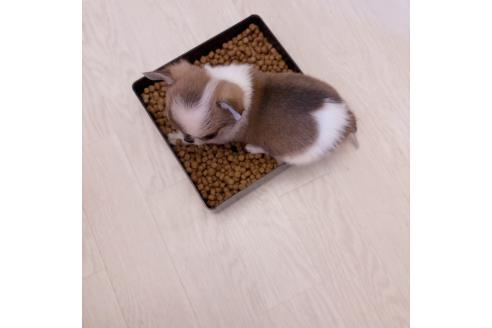 成約済の香川県のチワワ(スムースコート)-352938の2枚目
