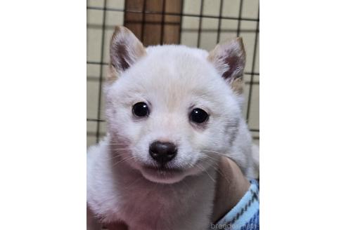 成約済の新潟県の柴犬-363806の1枚目