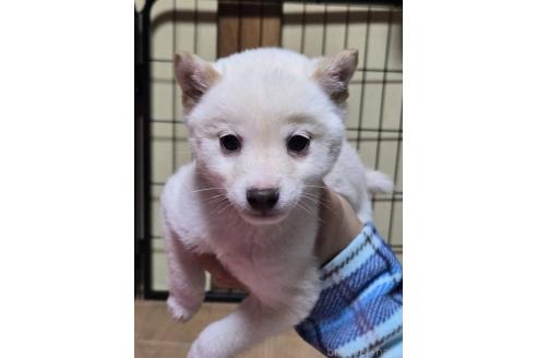 成約済の新潟県の柴犬-363806の2枚目