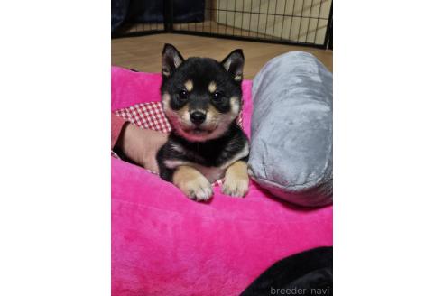 成約済の新潟県の柴犬-363807