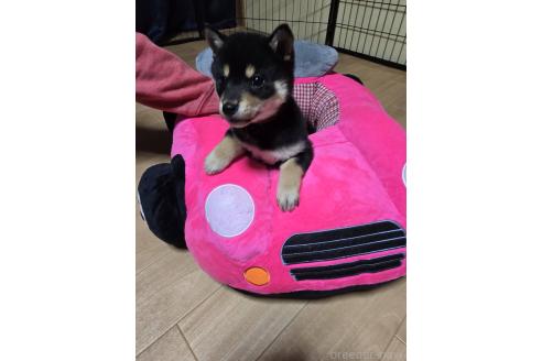 成約済の新潟県の柴犬-363807の3枚目