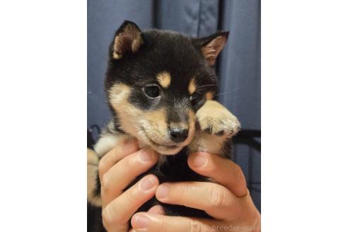 成約済の新潟県の柴犬-363807の2枚目