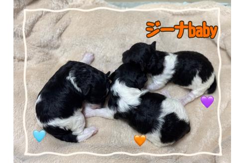 成約済の千葉県のトイプードル-363809の3枚目