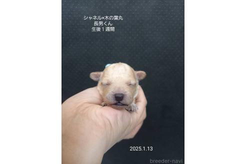 成約済の大阪府のティーカッププードル-362742の6枚目