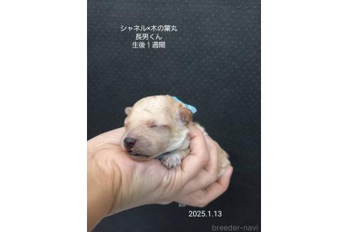 成約済の大阪府のティーカッププードル-362742の5枚目