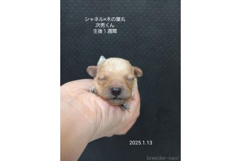 成約済の大阪府のティーカッププードル-362743の8枚目