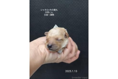 成約済の大阪府のティーカッププードル-362743の7枚目