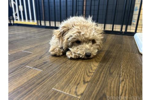 成約済の栃木県のマルプー:マルチーズ×トイプードル-350903の5枚目