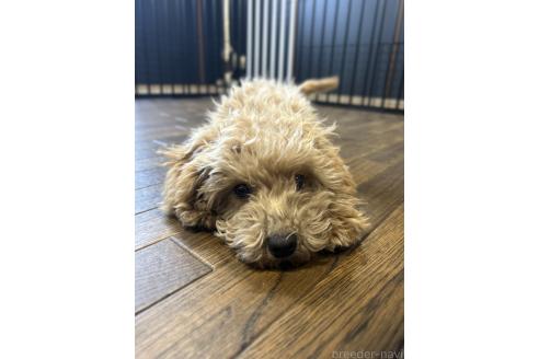 成約済の栃木県のマルプー:マルチーズ×トイプードル-350903の4枚目