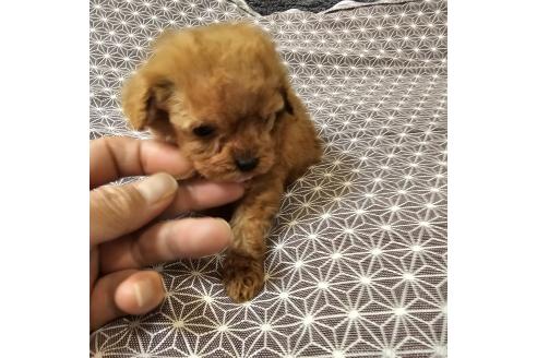 成約済の埼玉県のティーカッププードル-364044の8枚目
