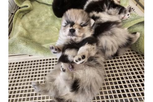 成約済の愛知県のポメラニアン-364082の4枚目