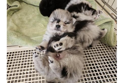 成約済の愛知県のポメラニアン-364082の3枚目