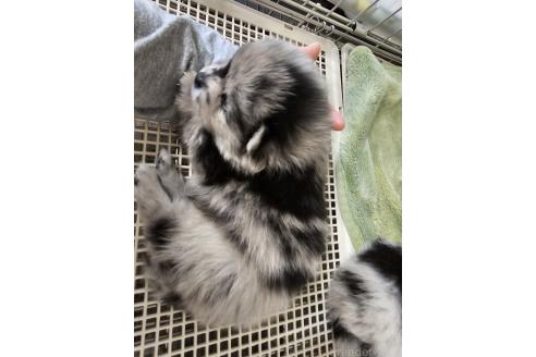 成約済の愛知県のポメラニアン-364082の2枚目