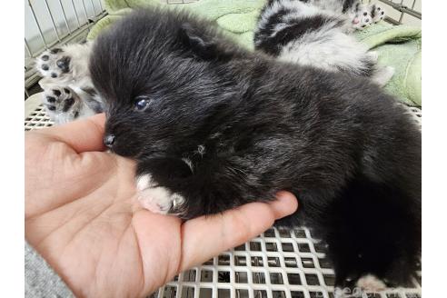 成約済の愛知県のポメラニアン-364083の5枚目