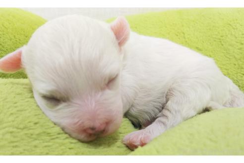成約済の群馬県のミックス犬-364537の22枚目