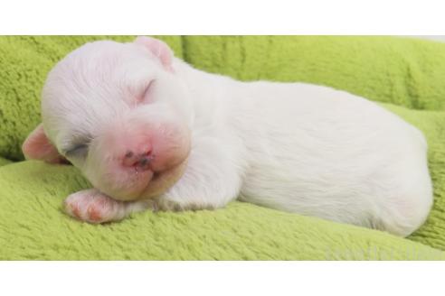 成約済の群馬県のミックス犬-364537の21枚目