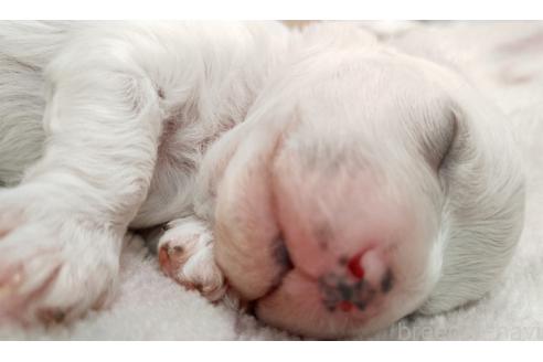 成約済の群馬県のミックス犬-364537の20枚目