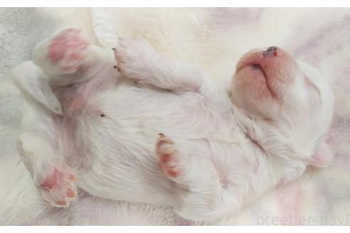 成約済の群馬県のミックス犬-364537の19枚目