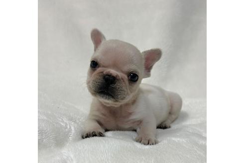 成約済の山口県のフレンチブルドッグ-364096の4枚目