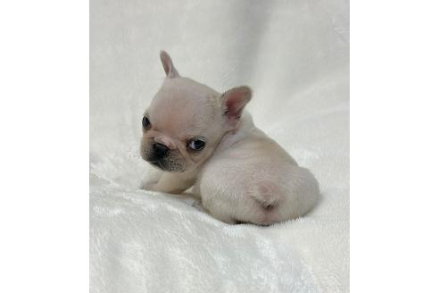 成約済の山口県のフレンチブルドッグ-364096の3枚目